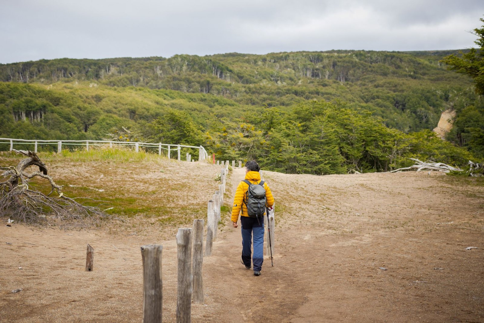 Bosque de lenga en la Reserva Nacional Magallanes